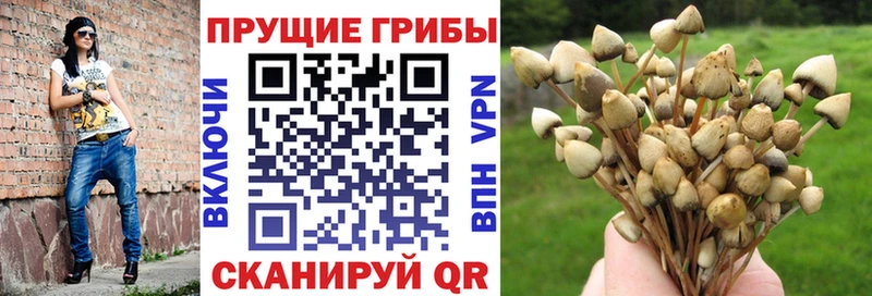 MEGA маркетплейс  Калуга  Псилоцибиновые грибы Cubensis 